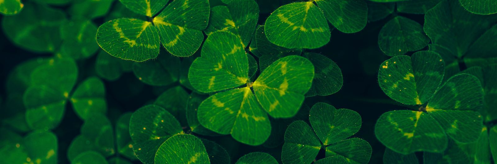 Saint Patrick : un bon plan houblonné !